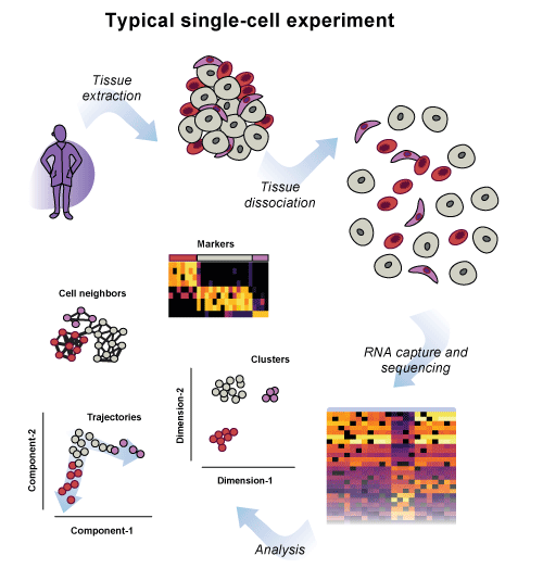 single-cell scrnaseq