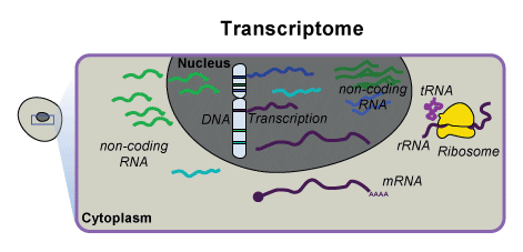 trancriptome transcript